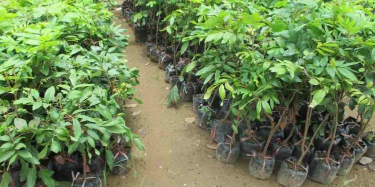 Nhân giống cây trồng từ hạt có ưu, nhược điểm như thế nào?