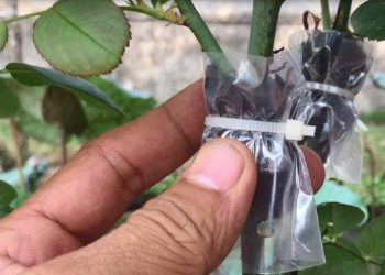 Phương pháp chiết cành nhân giống thực hiện như thế nào?