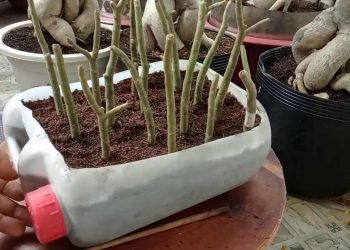 Phương pháp giâm cành nhân giống hiệu quả có cao không?