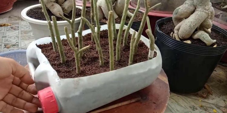 Phương pháp giâm cành nhân giống hiệu quả có cao không?