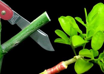 Phương pháp ghép cây nhân giống cần những điều kiện gì?