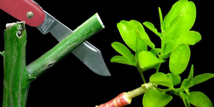 Phương pháp ghép cây nhân giống cần những điều kiện gì?