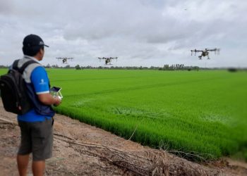 Thuốc diệt cỏ cháy nhanh với 5 loại được bà con tin dùng