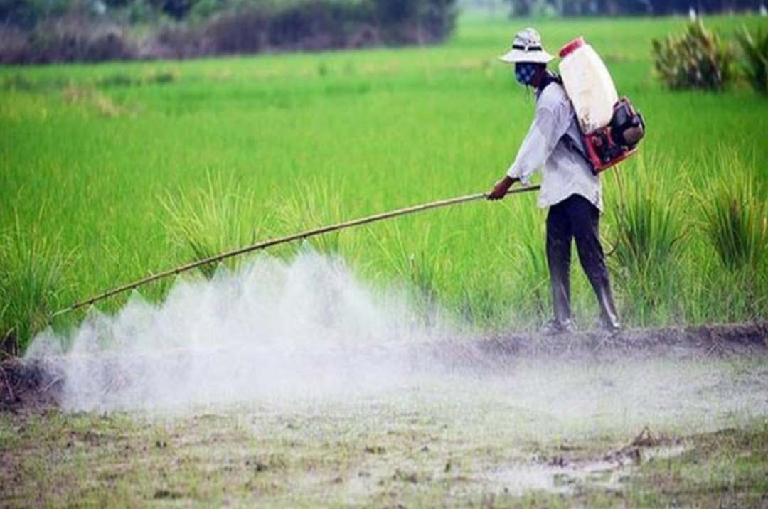 Phun thuốc diệt cỏ đúng thời điểm