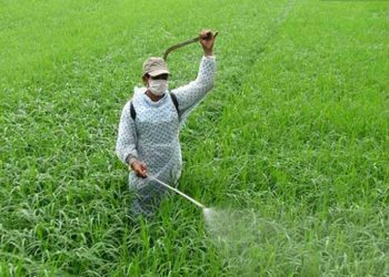 Thuốc diệt cỏ lưu dẫn là gì? Cách sử dụng thuốc hiệu quả