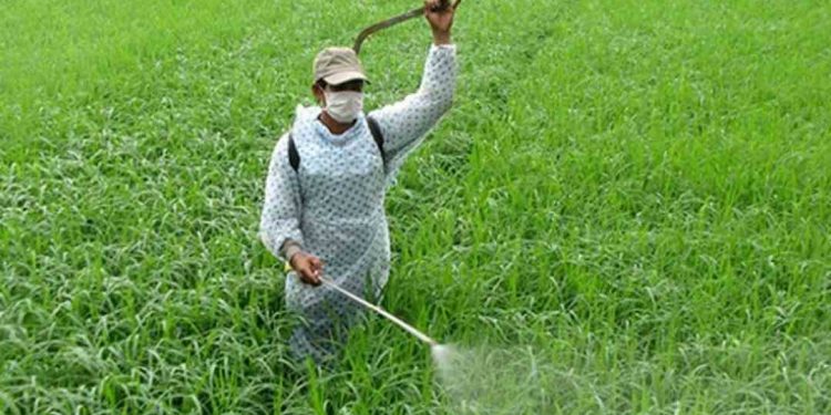 Thuốc diệt cỏ lưu dẫn là gì? Cách sử dụng thuốc hiệu quả