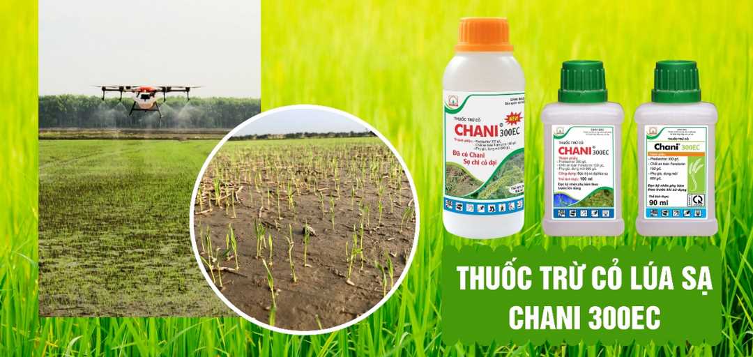 Thuốc diệt cỏ sinh học có tác động chọn lọc và tác động không chọn lọc