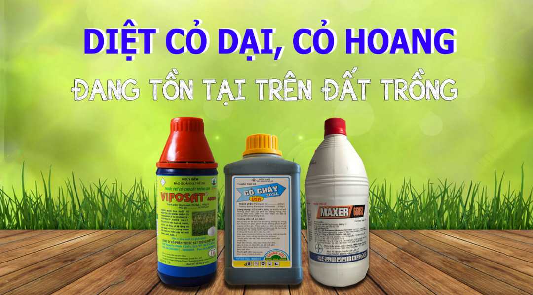 Thuốc diệt cỏ sinh học phun lên lá và sử dụng để bón, tưới vào đất