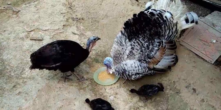 Giới thiệu về các bệnh thường gặp ở gà tây