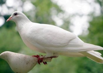 Chim bồ câu là chim gì?