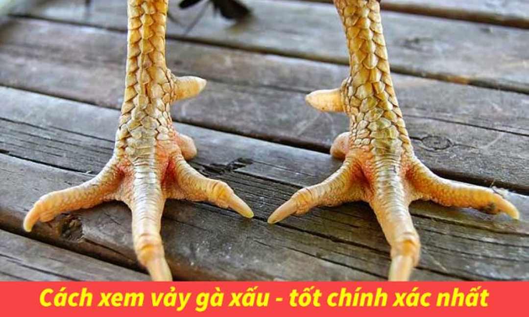 Cách xem vảy gà