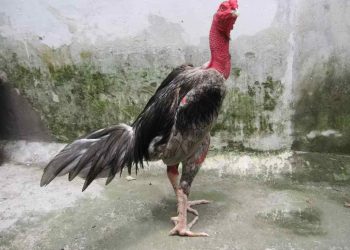 Chọn dáng là khâu không thể thiếu khi chọn lựa