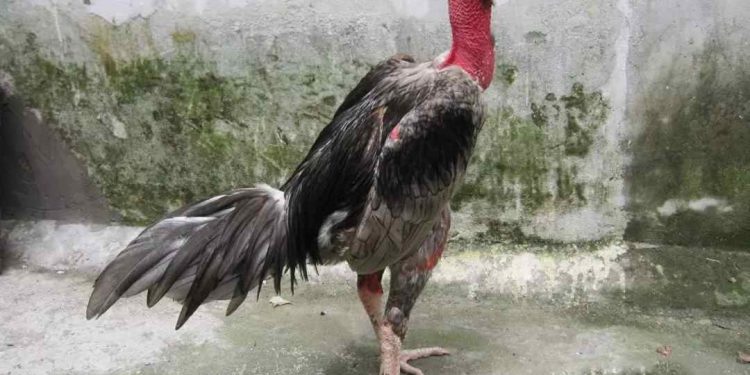 Chọn dáng là khâu không thể thiếu khi chọn lựa