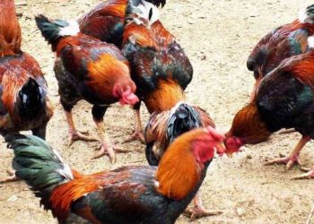 gà hồ lai và gà hồ thuần chủng có sự khác nhau về giá