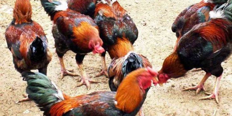 gà hồ lai và gà hồ thuần chủng có sự khác nhau về giá