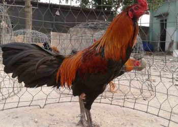 Chọn gà nòi thuẩn chủng