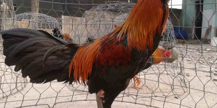 Chọn gà nòi thuẩn chủng