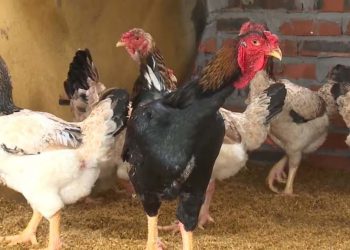 Để đảm bảo sức khỏe của gà Hồ