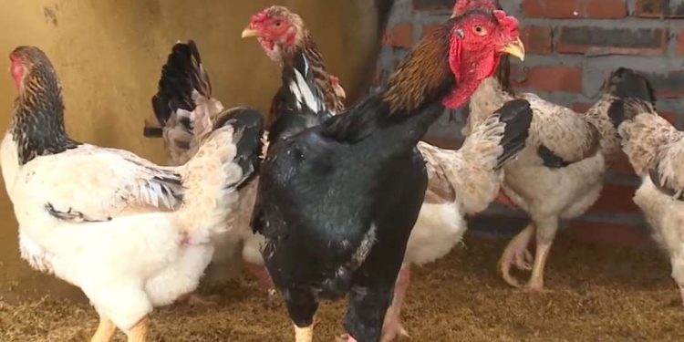 Để đảm bảo sức khỏe của gà Hồ