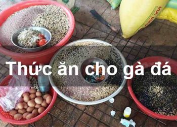 Cách chọn loại thức ăn tốt nhất cho Gà Nòi