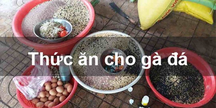 Cách chọn loại thức ăn tốt nhất cho Gà Nòi