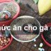 Cách chọn loại thức ăn tốt nhất cho Gà Nòi