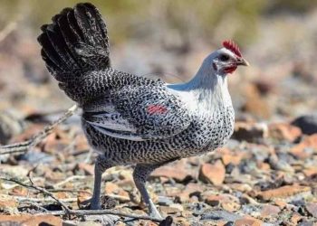 Đặc điểm gà ai cập