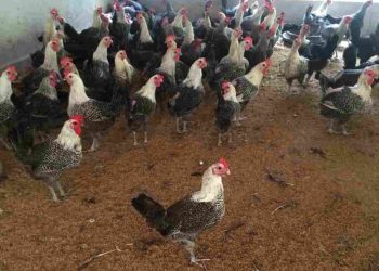 Giai đoạn gà trưởng thành