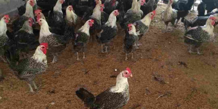 Giai đoạn gà trưởng thành