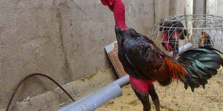 kỹ thuật nuôi và Chăm sóc gà nòi