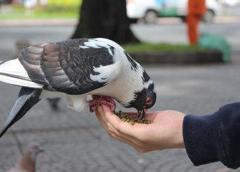 Cách chọn thức ăn tốt nhất cho chim bồ câu.