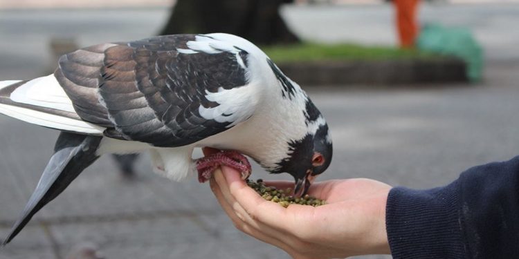 Cách chọn thức ăn tốt nhất cho chim bồ câu.