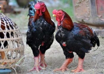 Gà hồ được nuôi nhốt chuồng