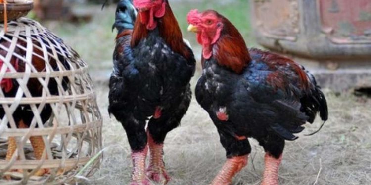 Gà hồ được nuôi nhốt chuồng