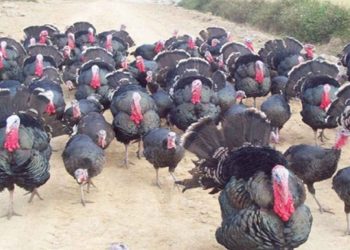 Kỹ thuật nuôi gà tây theo từng giai đoạn