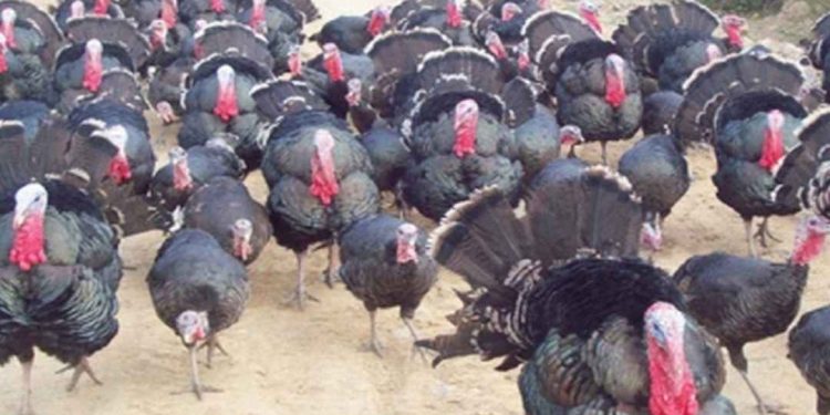 Kỹ thuật nuôi gà tây theo từng giai đoạn