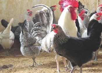 Một số lưu ý khi lựa chọn giống gà (nguồn internet)