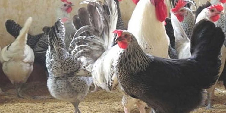 Một số lưu ý khi lựa chọn giống gà (nguồn internet)