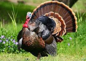 Nguồn gốc của gà Tây