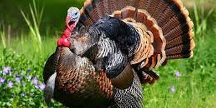 Nguồn gốc của gà Tây