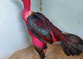 Tìm Hiểu Nguồn Gốc và Phân Loại Gà Nòi Nổi Tiếng 3 Miền