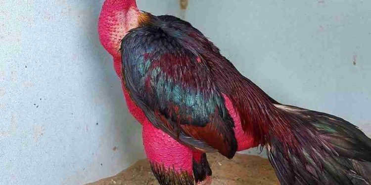 Tìm Hiểu Nguồn Gốc và Phân Loại Gà Nòi Nổi Tiếng 3 Miền