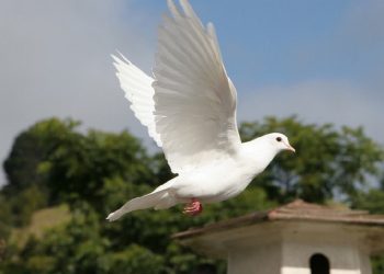 Cách chọn loài chim bồ câu phù hợp