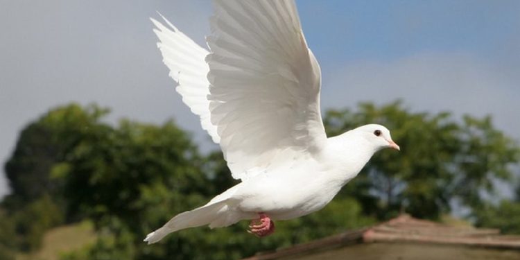 Cách chọn loài chim bồ câu phù hợp