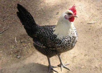 Phân biệt gà ai cập