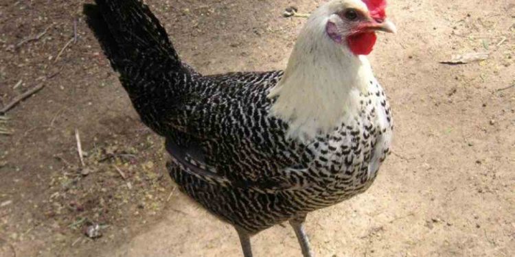 Phân biệt gà ai cập