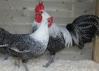 Các bệnh thường gặp ở gà và cách chữa