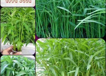 Phòng trừ sâu bệnh hại bằng những biện pháp nào hiệu quả?