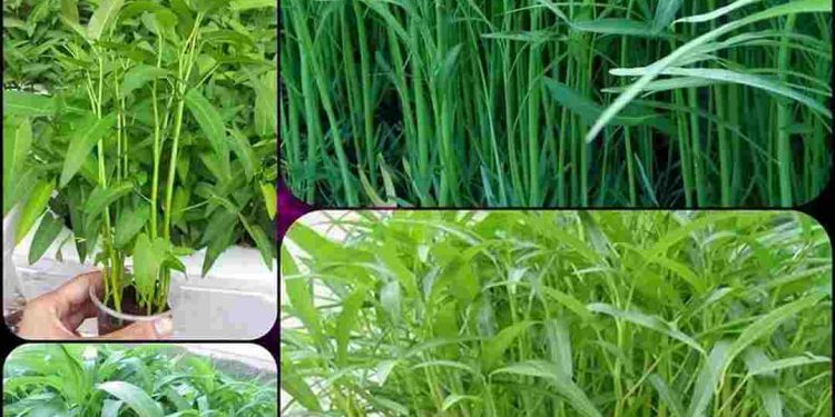 Phòng trừ sâu bệnh hại bằng những biện pháp nào hiệu quả?