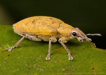 Sâu bệnh hại cây ăn quả thường gặp và cách xử lý hiệu quả